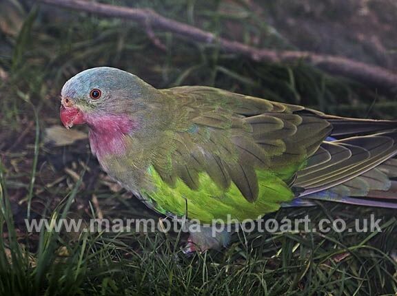 Click to See Next Image