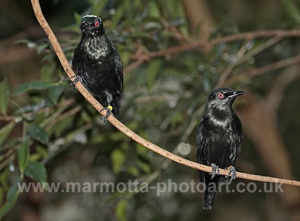 Click to See Next Image