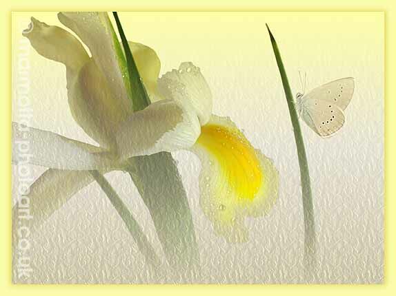 Click to See Next Image