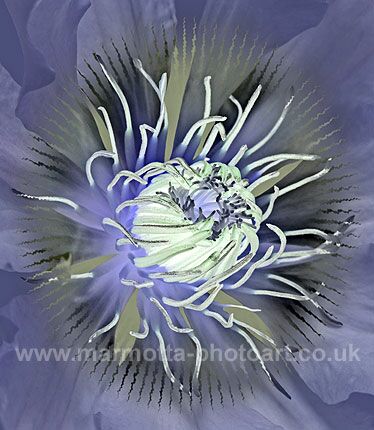 Click to See Next Image