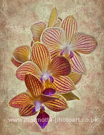 Click to See Next Image