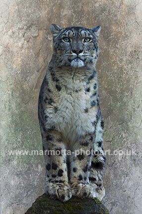 Click to See Next Image