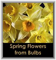Spring Flowers from Bulbs