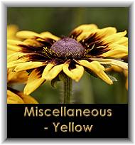 Miscellaneous - Yellow