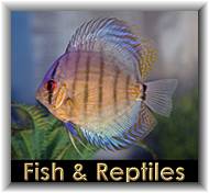 Fish & Reptiles