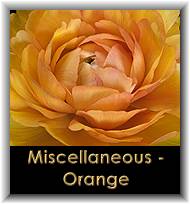 Miscellaneous - Orange