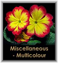 Miscellaneous - Multicolour