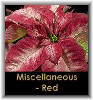 Miscellaneous - Red