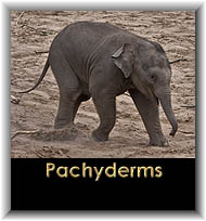 Pachyderms